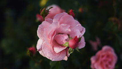 Pink rose with dew-covered petals and rosebud against a soft-focus green garden backdrop.