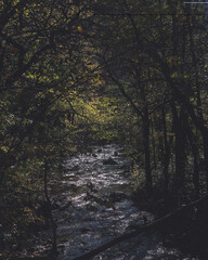 autumn in the forest