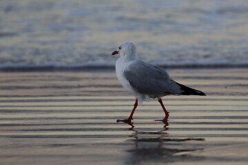 silver gull