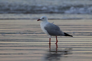 silver gull