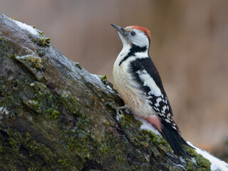 Middle spotted woodpecker (Dendrocoptes medius) sitting on a trunk in winter time