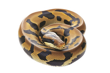 Obraz premium Coiled yellow and black patterned snake, isolated on white transparent background, reptiles or wildlife, symbolizing Chinese Lunar New year