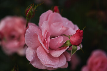 Close-up of pink rose in full bloom with water droplets