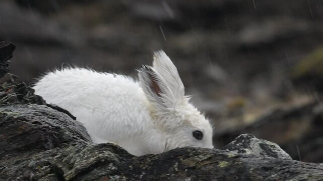Arctic Hare grooming and cleaning in Greenland with heavy rain falling in slow motion