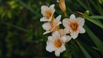 Pale orange daylily flowers with dewdrops on petals surrounded by green garden foliage.