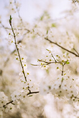 flowers blossoming in spring on branch