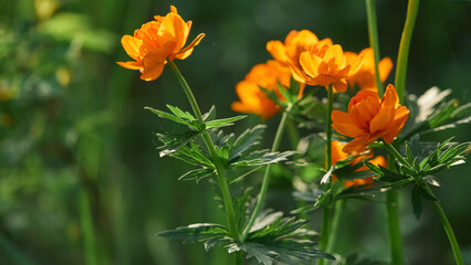 Orange wildflowers glowing in natural sunlight