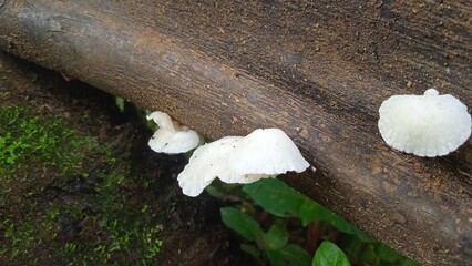 Obraz premium mushrooms on a tree trunk