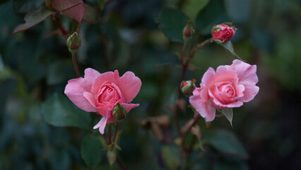 Two pink roses in full bloom with rosebuds and green leaves in a soft garden backdrop.