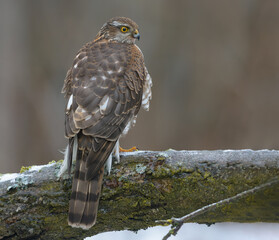 Female eurasian sparrowhawk (accipiter nisus) sits on icy branch as she waits for sparrows
