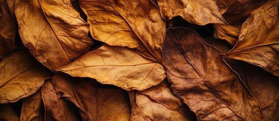 Close up of dried tobacco leaves in rich golden brown tones overlapping to create an abstract natural texture for backgrounds and designs