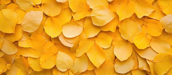 Vibrant close-up of golden yellow petals arranged densely on a soft background, ideal for text overlay, showcasing autumn's cheerful hues