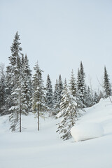 Snowy Pine Trees in Open Winter Landscape