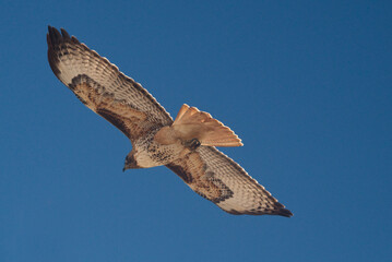 Red tailed hawk in Reno, Nevada