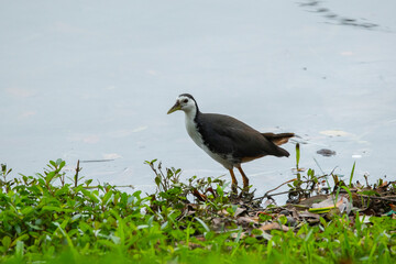 White-breasted waterhen (Amaurornis phoenicurus) walking on a lakeside at Singapore Jurong Lake Gardens, natural background