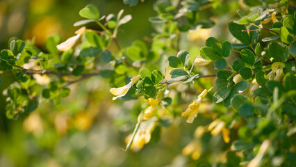 Branch with Yellow Flowers and Lush Leaves