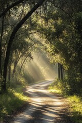 Obraz premium Sunlit forest path surrounded by lush greenery, creating a serene and tranquil atmosphere perfect for nature lovers.