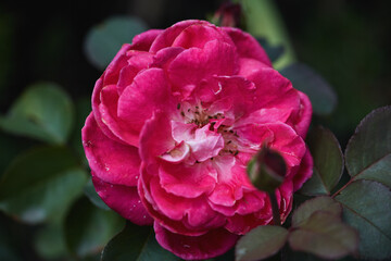 Bright pink rose in full bloom with textured petals and intricate floral details against lush green foliage.
