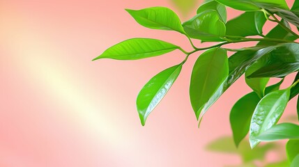 Obraz premium Fresh green leaves against a soft pink background.