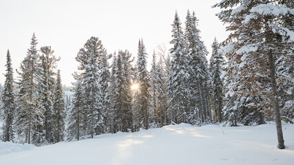 Snow-covered forest with sunlight peeking through trees in winter landscape