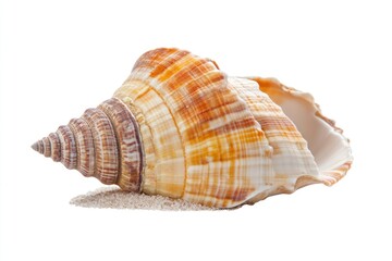 Seashell on sand, isolated, summer vacation, beach background, travel brochure
