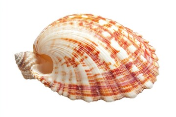 Obraz premium Seashell, ocean, beach, summer, nature, isolated, white background, decorative, design, element