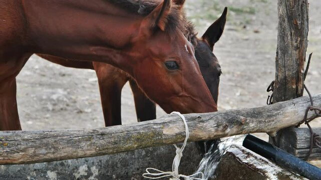 Brown horses drinking cool water from concrete trough, farmland sunlight