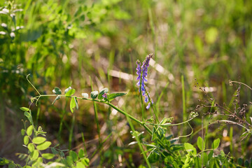 Wild Purple Flower and Greenery in Meadow
