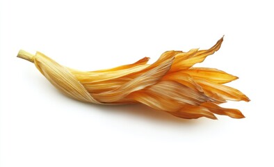 Dried flower bud, studio shot, white background, botanical art, nature photography