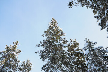 Snow-Covered Pine Trees Against Blue Sky