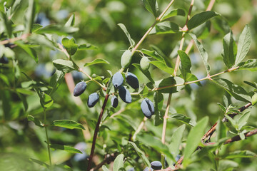 Honeysuckle berries, both ripe and unripe, on green leafy branches under sunlight in a natural...