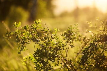sunset rays of the spring sun in a green park