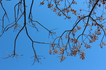 tree branches against blue sky