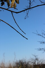 tree branches against blue sky