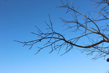 tree branches against blue sky