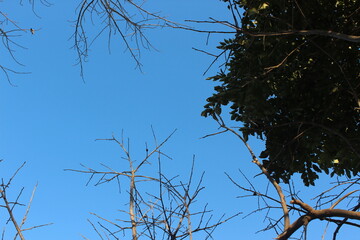 tree branches against blue sky