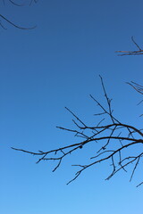 tree branches against blue sky