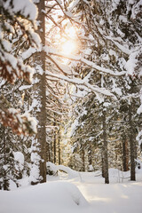 Golden Sunlight in Snowy Forest