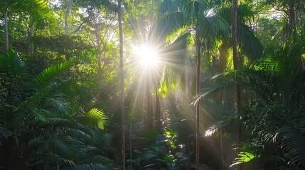 Obraz premium Sunbeams Illuminate Lush Tropical Rainforest Canopy