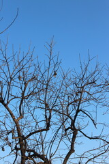 tree branches against blue sky