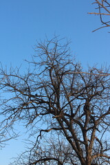 tree branches against blue sky