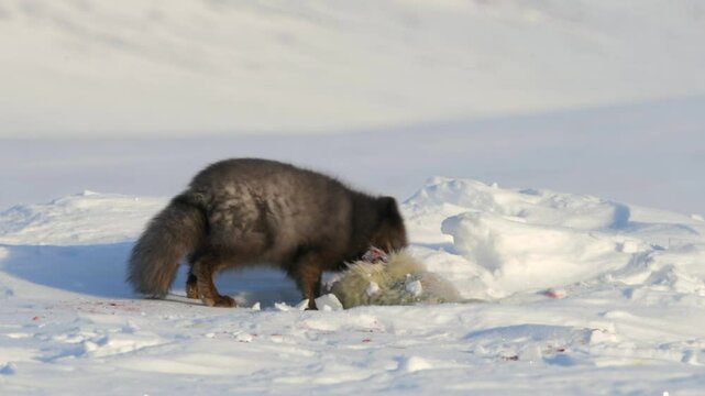 Rare Arctic Blue Fox eating a Ring Seal cub in the Arctic, Blue fox is a rare arctic fox that did not shed his fur into white fur