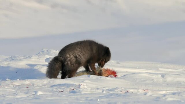 Rare Arctic Blue Fox eating a Ring Seal cub in the Arctic, Blue fox is a rare arctic fox that did not shed his fur into white fur