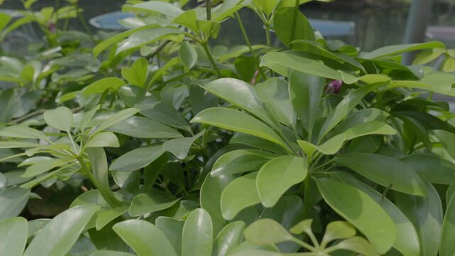 Panning left to right through vibrant green leaves swaying in gentle breeze.
