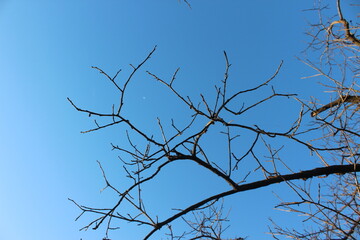 tree branches against blue sky