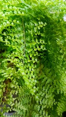 Nature leaves, green tropical forest, background concept