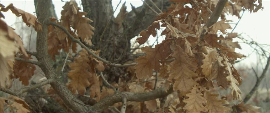 Branches of Quercus robur tree anamorphic 4K video