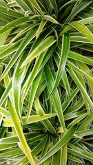 Nature leaves, green tropical forest, background concept