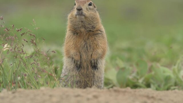 Curious Ground squirrels Prairie dogs in Kamchatka green grass