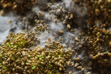 Detailed macro shot of mold spores and white mycelium growing on decomposing seeds, highlighting texture and decay.